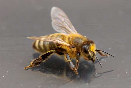 Wings acro detail
