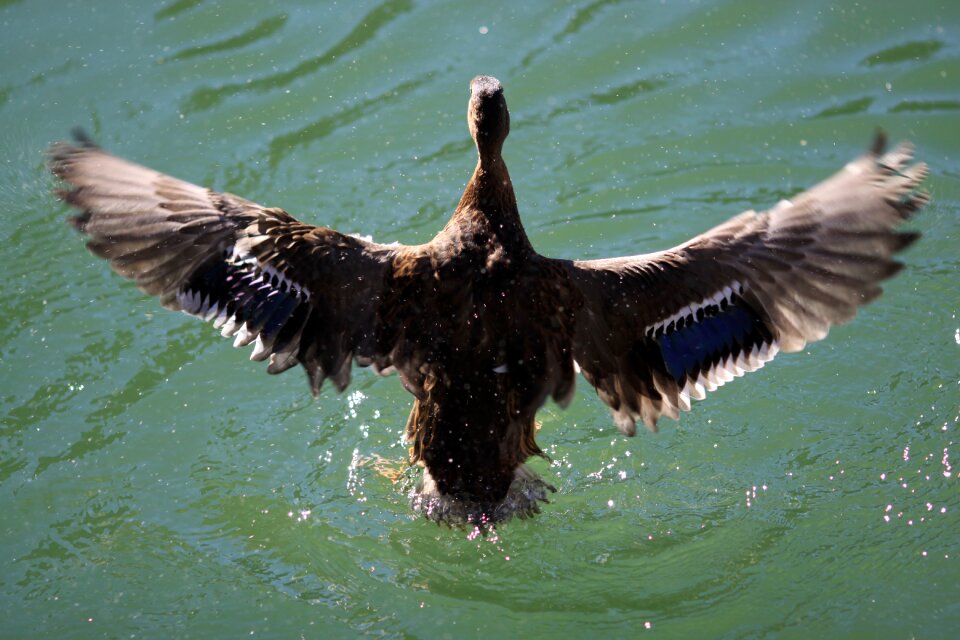 Water wing plumage