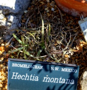 Hechtia montana - Marie Selby Botanical Gardens - Sarasota, Florida - DSC01295