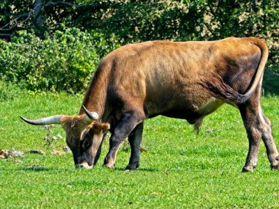 Heckrind Stier