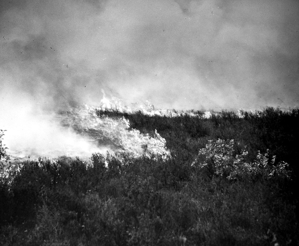 Heidebrand 31 mei 1939, Bestanddeelnr 194-0683