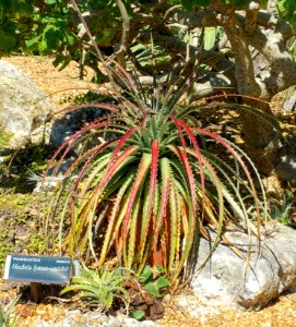 Hechtia lyman-smithii - Marie Selby Botanical Gardens - Sarasota, Florida - DSC01280
