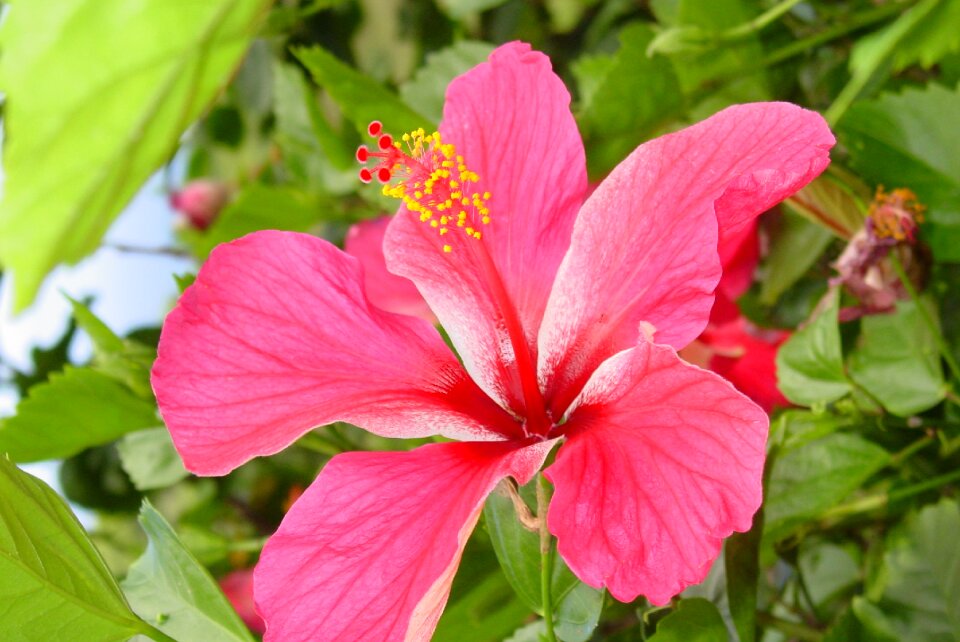 Nature pink outdoor
