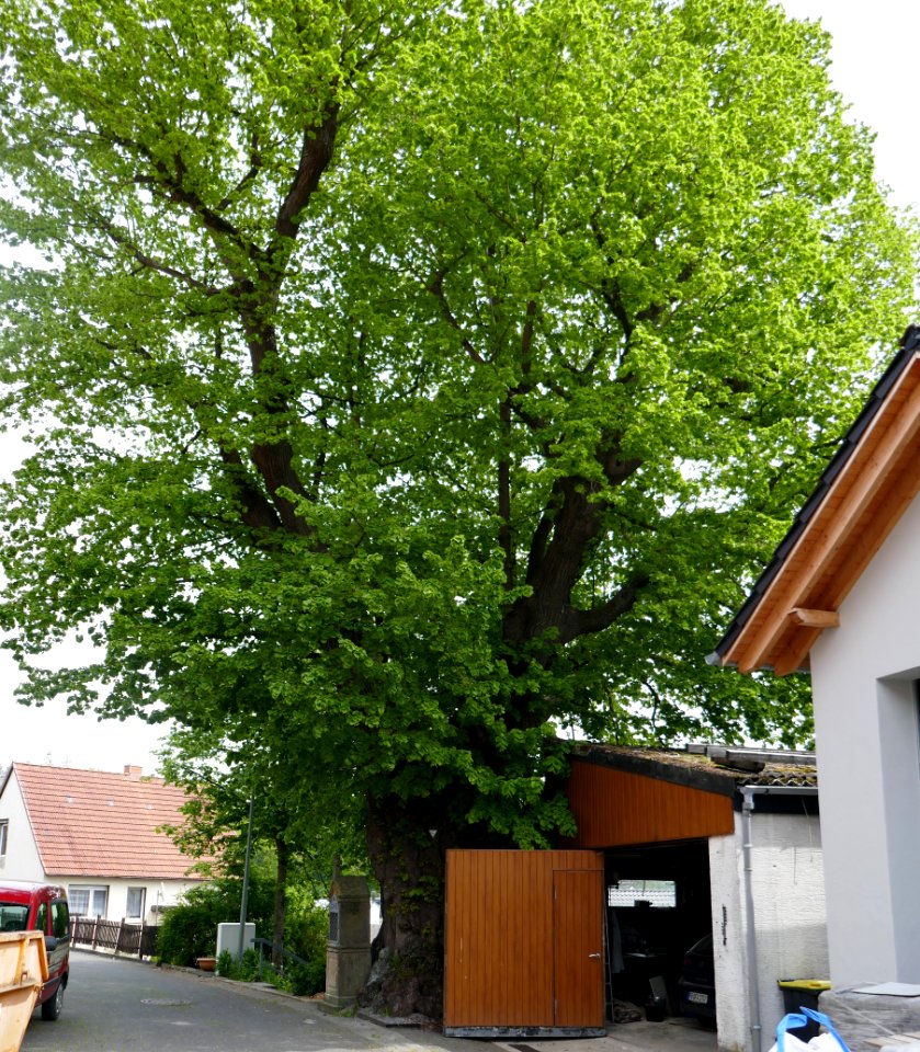Hegensdorf - Linde Vitusplatz - 1