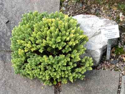 Hebe topiaria - Palmengarten Frankfurt - DSC01985