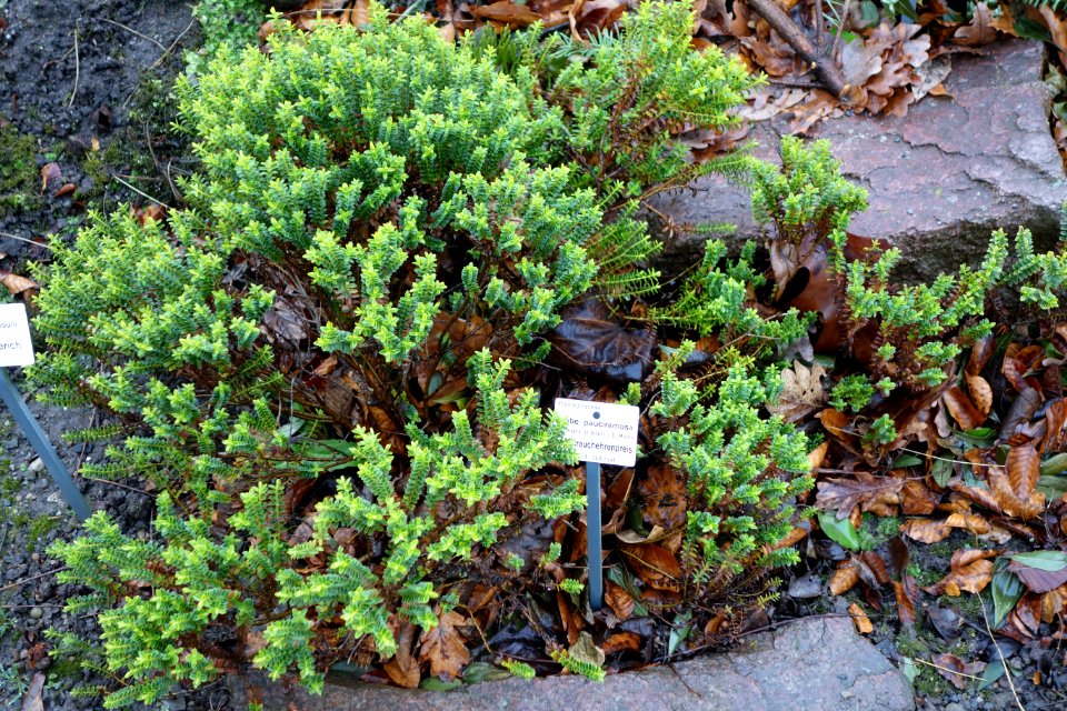 Hebe pauciramosa - Botanischer Garten, Dresden, Germany - DSC08400
