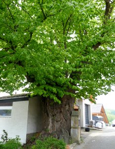 Hegensdorf - Linde Vitusplatz - 2