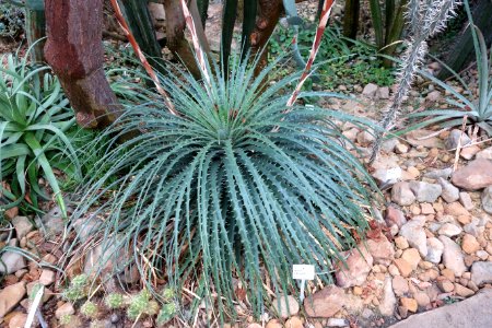 Hechtia stenopetala - Botanischer Garten, Dresden, Germany - DSC08868
