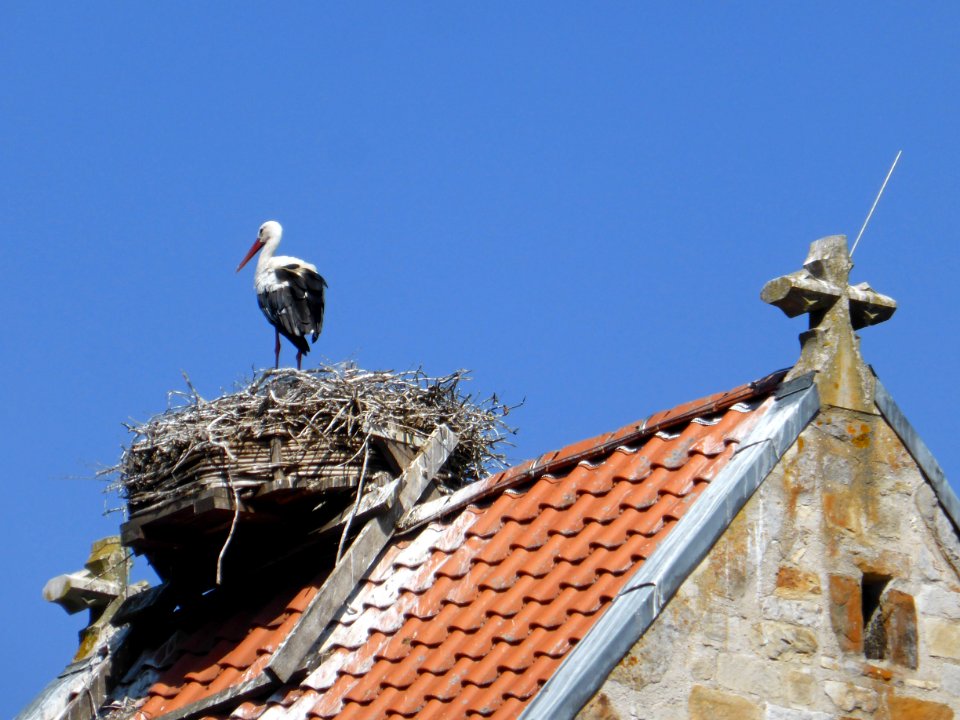 Hehlingen Storch
