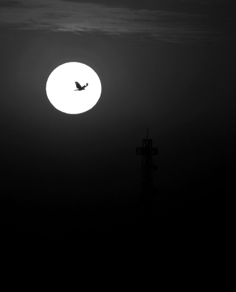 Heights of flying birds