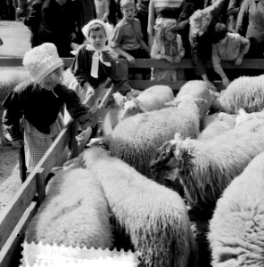 Heideweek Ede Schapenmarkt, Bestanddeelnr 916-7783