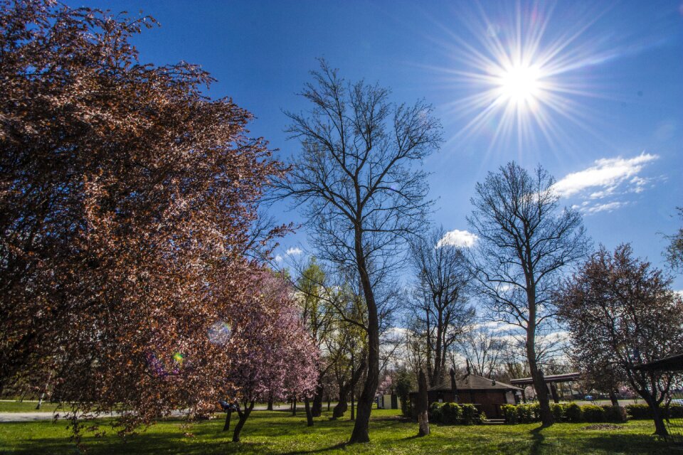 Sunny light nature photo