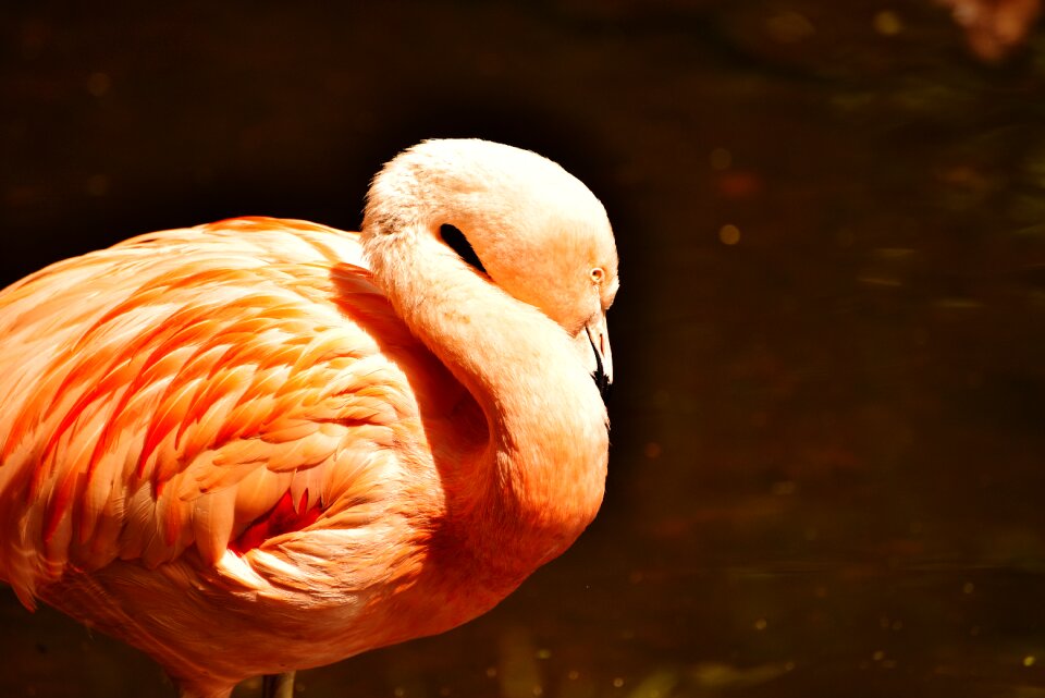 Plumage feather nature photo