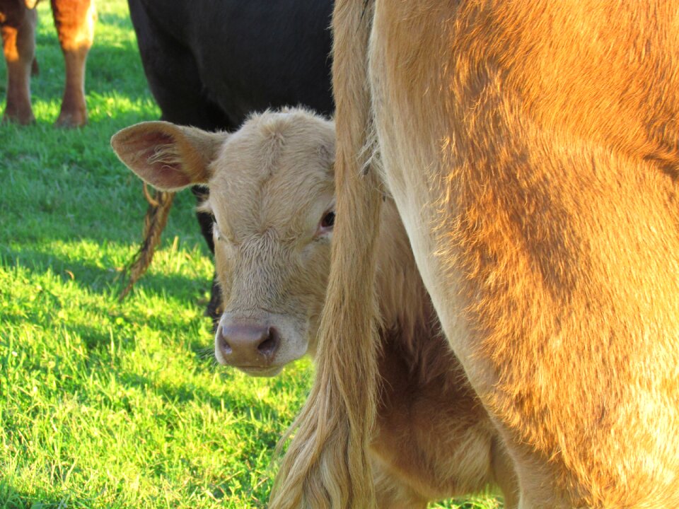 Cattle animals farm