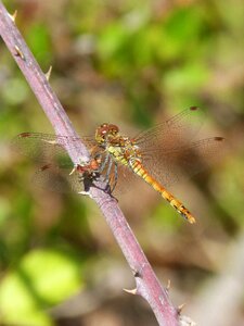 Detail odonato winged insect