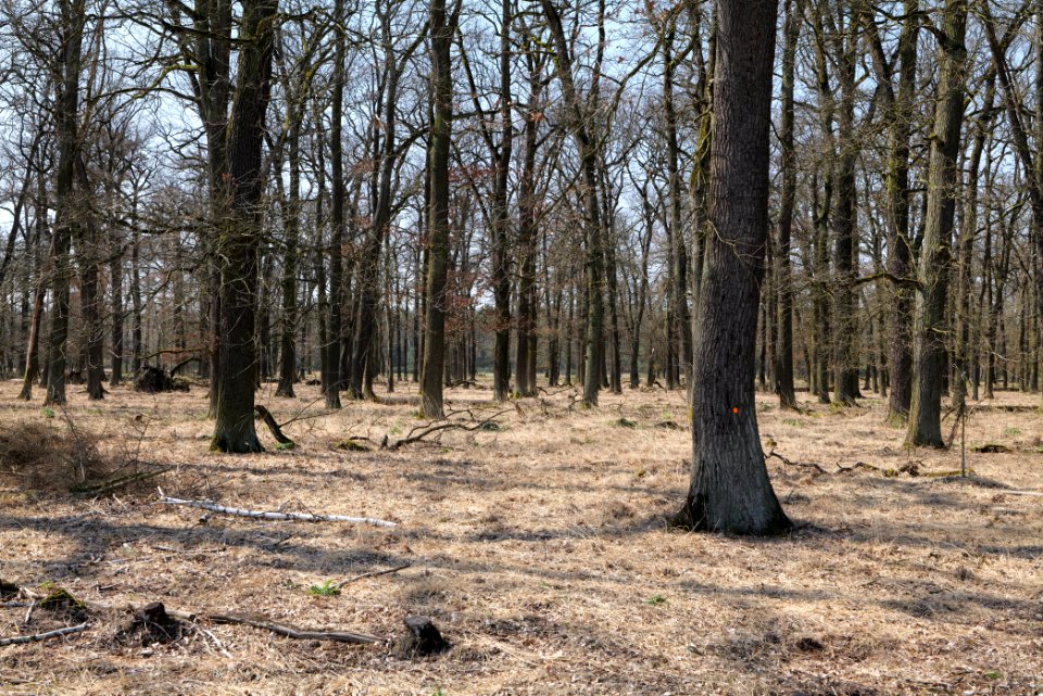 Heidelandschaft westlich Mörfelden-Walldorf 2020-03-27 03