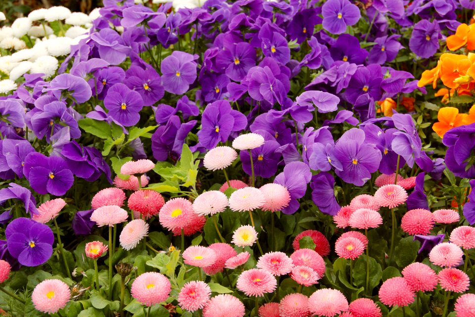 Colorful flowers summer