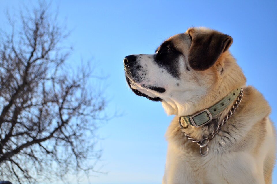 Portrait vigilant domestic animal