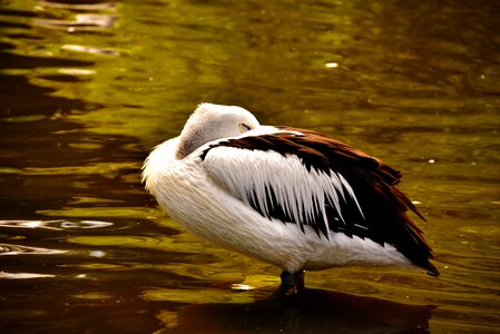 Animal nature water bird
