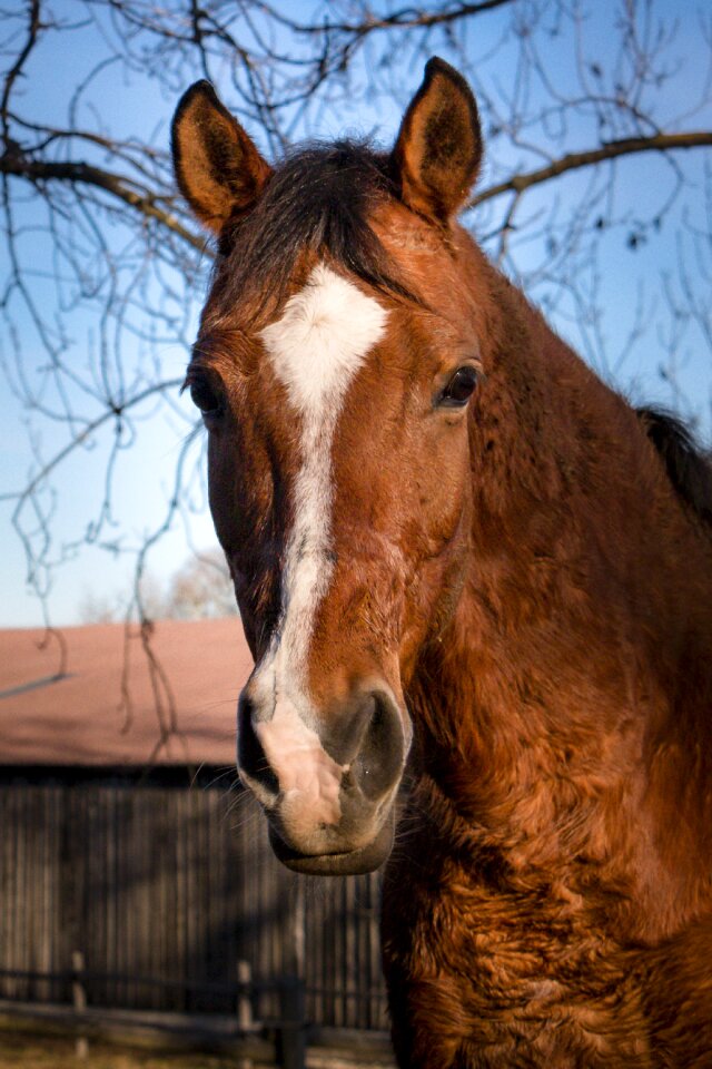 Nature horse stable stallion