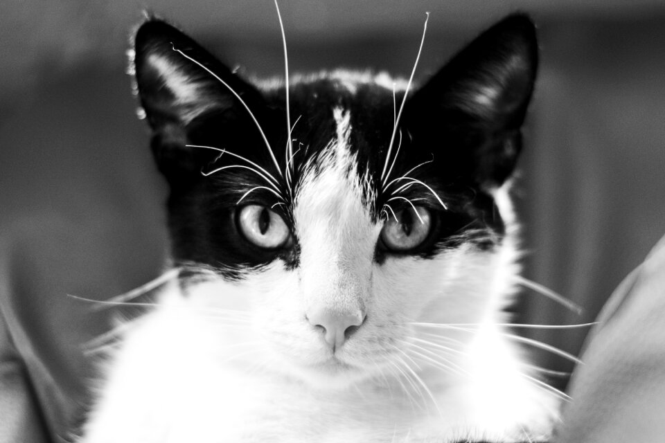 A young kitten black and white black and white cat