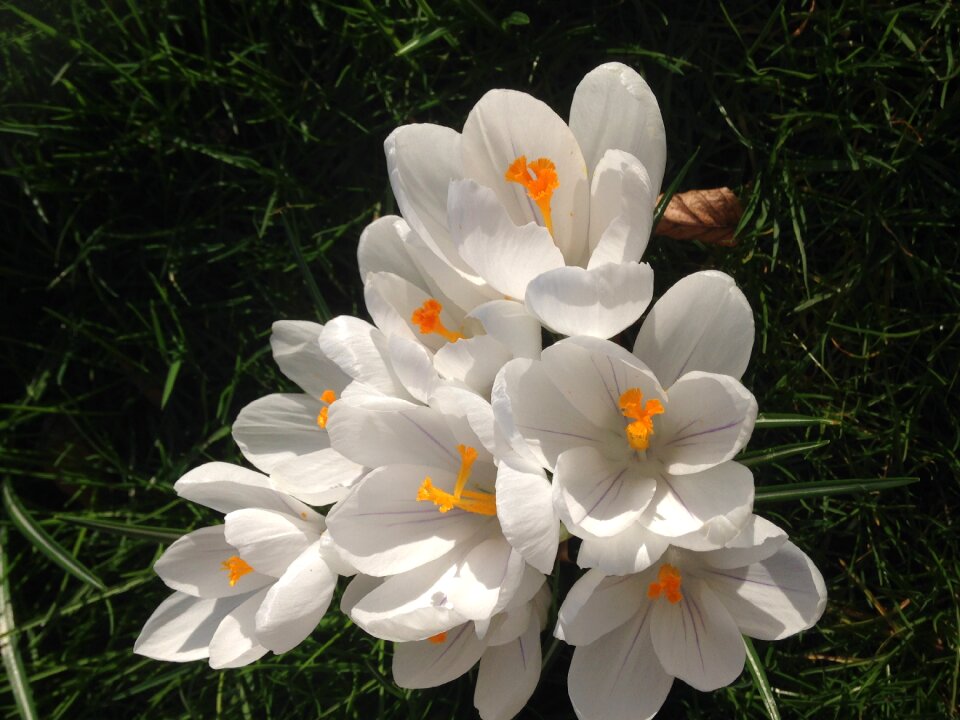 Crocus flower garden