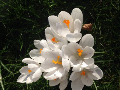 Crocus flower garden