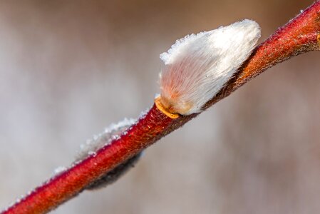 Nature frost bud