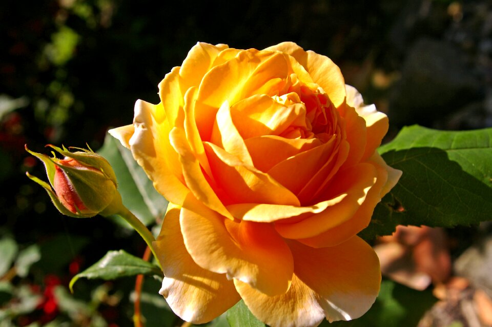 Blossom bloom flower