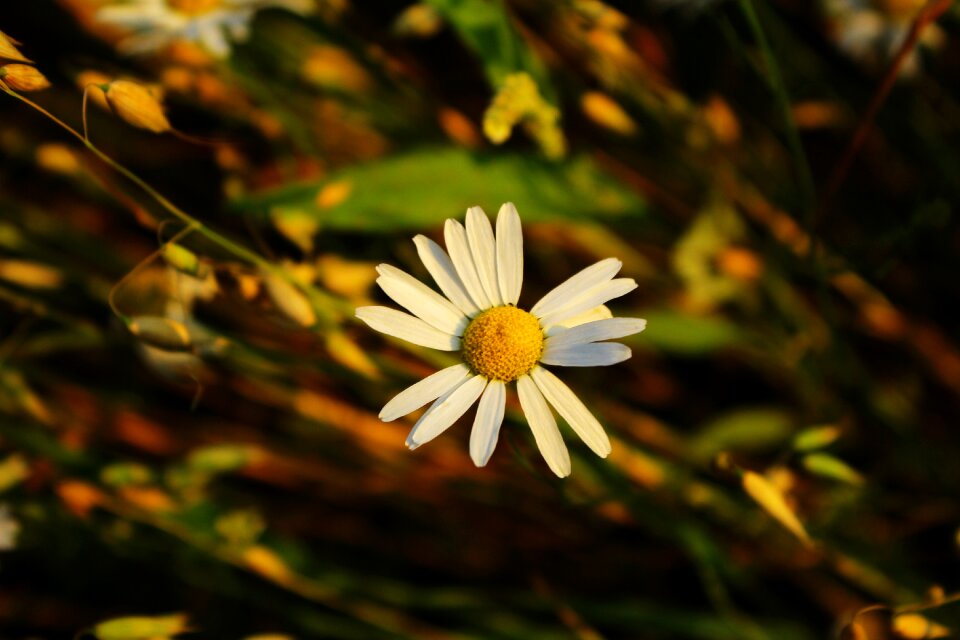 Nature the delicacy flower