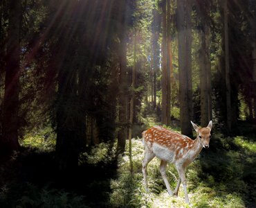 Fairy tales mystical animal