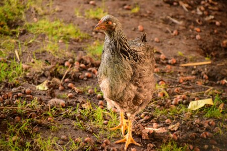 Poultry out creature photo