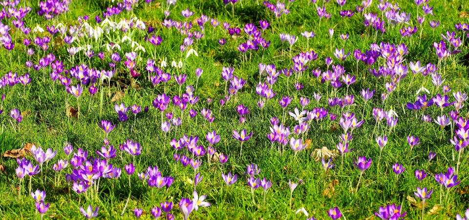 Nature spring flowers early bloomer photo