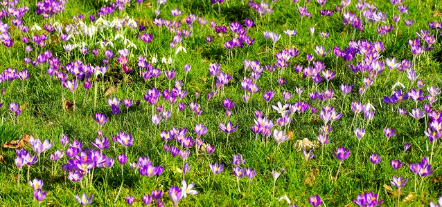 Nature spring flowers early bloomer photo