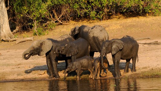 Africa botswana watering hole