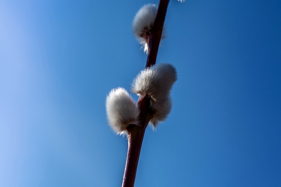 Willow catkin nature Free photos