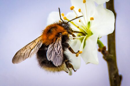 Pollination insect nature photo