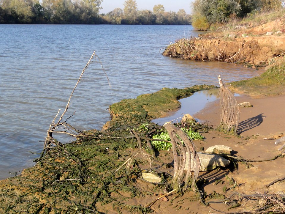 Heijen (Gennep) Zuidereiland, Maas met geërodeerde oever 02