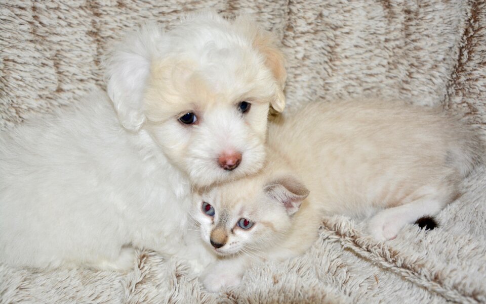 Feline tenderness pets