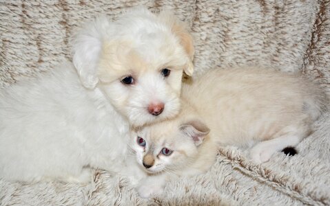 Feline tenderness pets