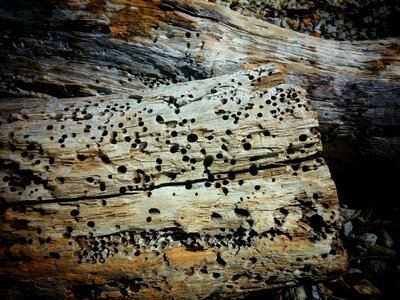 Weathered timber trunk