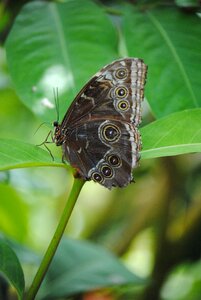 Key west key west butterfly sanctuary green key photo