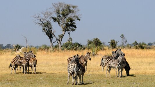 Okavango delta zebras group of animals
