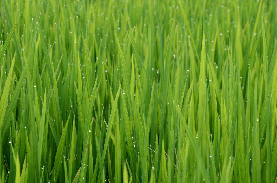 Young rice agriculture farm