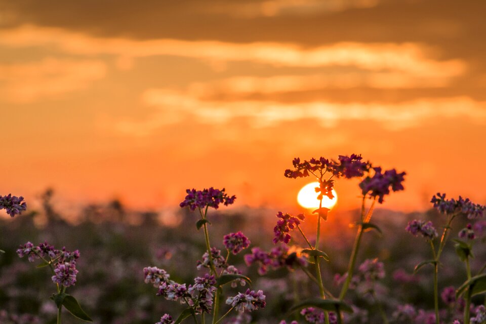 Abendstimmung sky afterglow