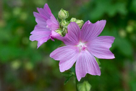 Bloom nature pink mallow