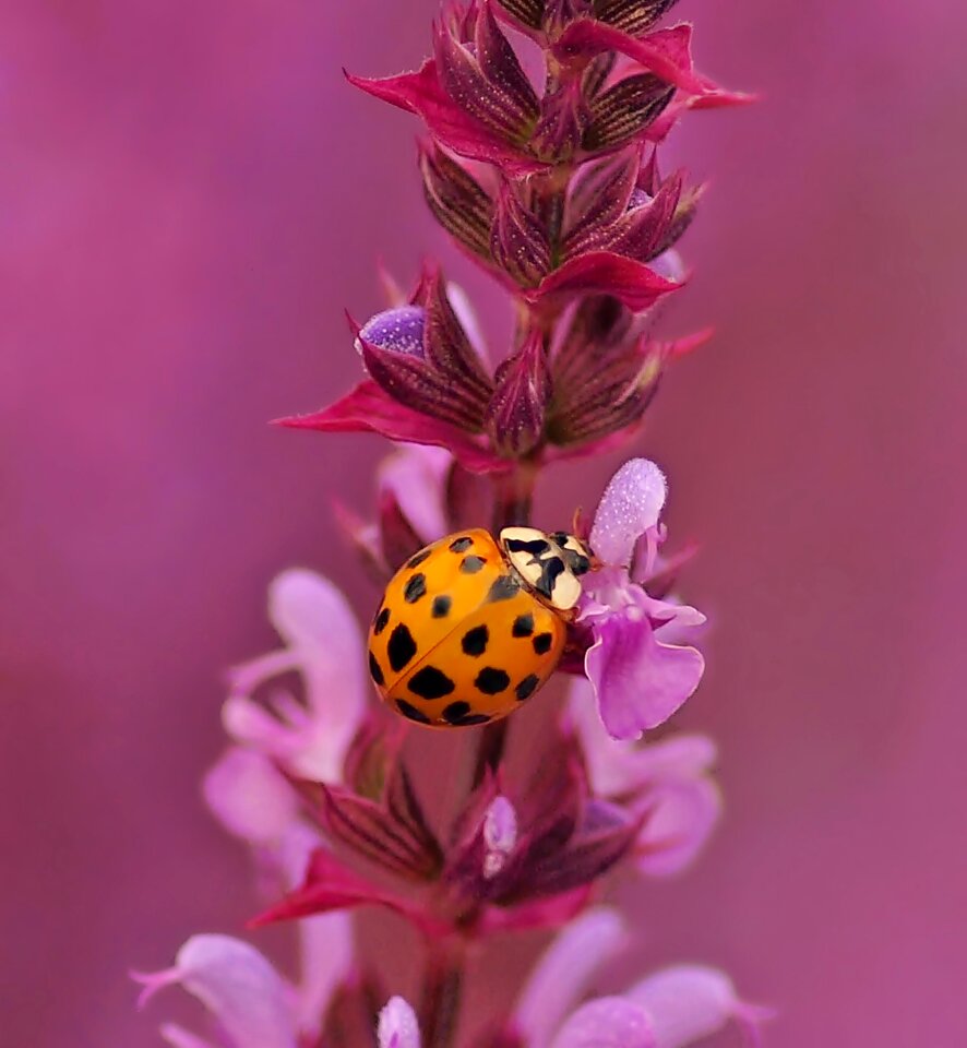 Flowers violet flower