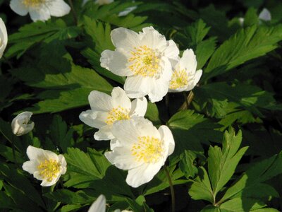 Forest flowering nature