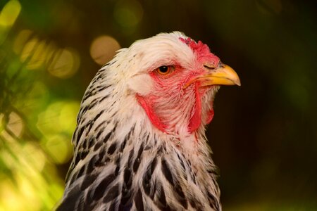 Close up attention bird