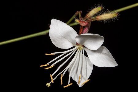 Flowers wildflowers anthi photo